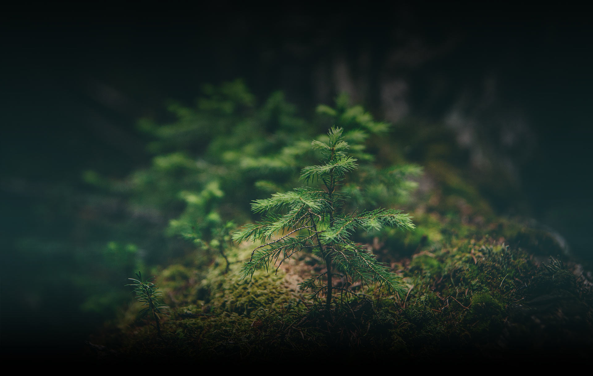 Forêt 4 Forêt 4